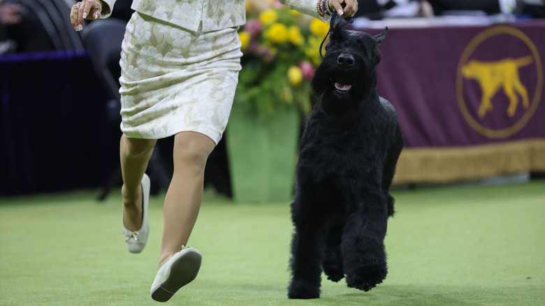 Monty trots around the dog show floor while next to his handler on a leash.