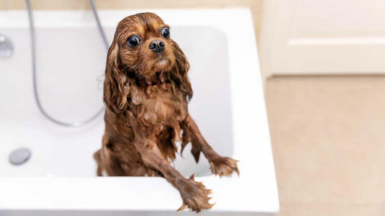 wet dog climbing out of bath