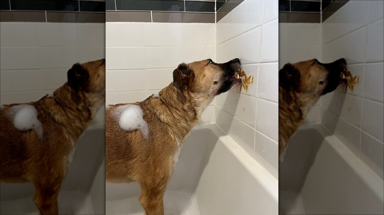 dog in shower licking peanut butter