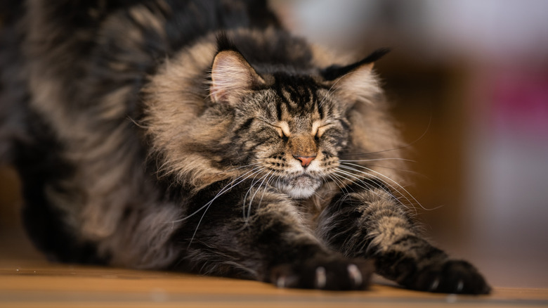 A Maine coon cat stretches and shows off its size