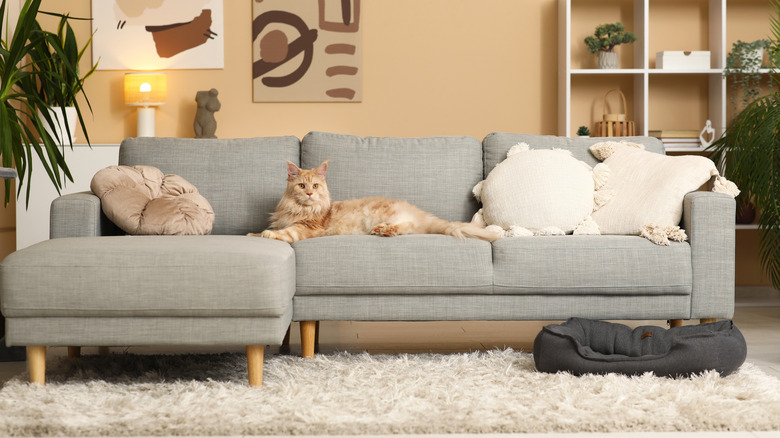 A Maine coon cat shows how large it is compared to the sofa it's lying on