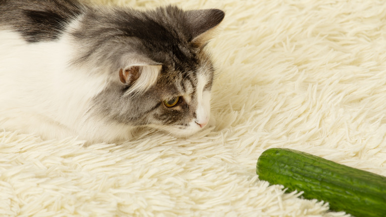 cat on carpet looking at cucumber