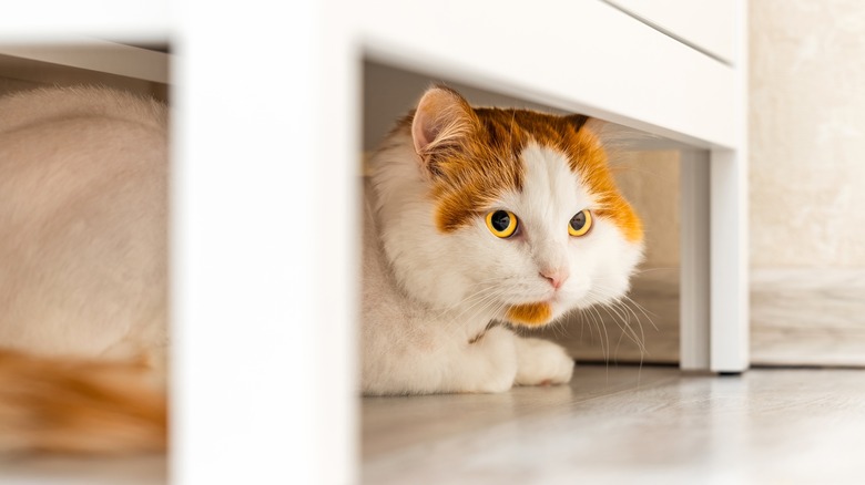 cat hiding under cabinet