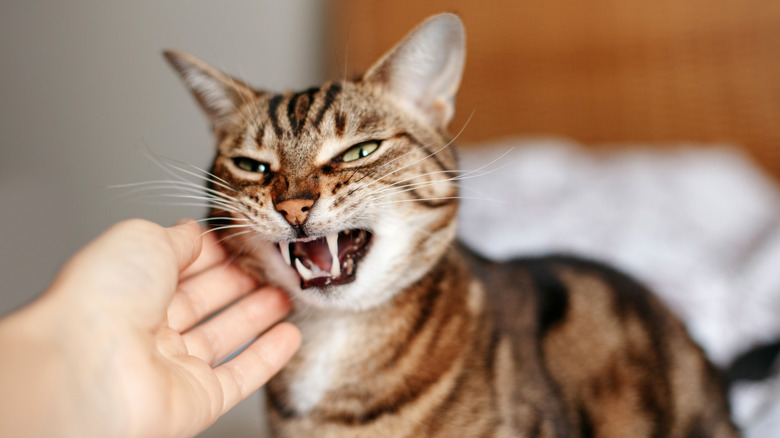 hand petting hissing cat