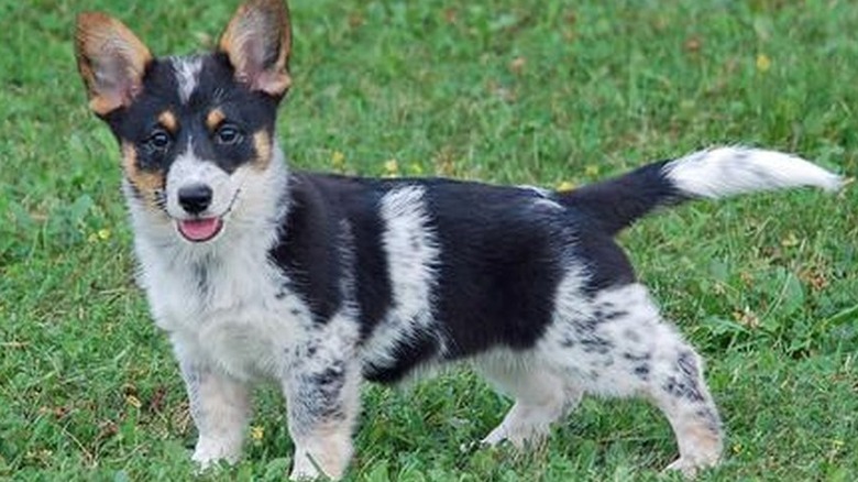 These 26 Corgi Mixes Prove The Best Things In Life Come In Small Packages