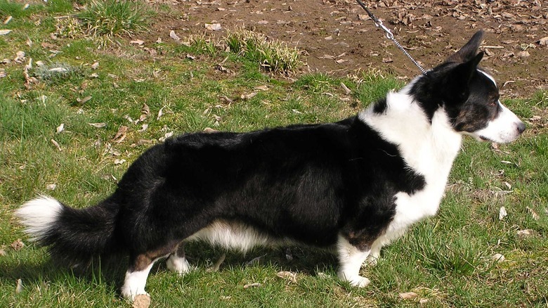 black and white corgi on the grass