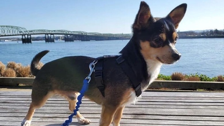 Corgi stands near bridge