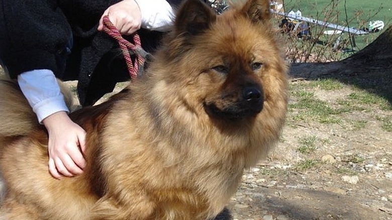 Corgi chow chow