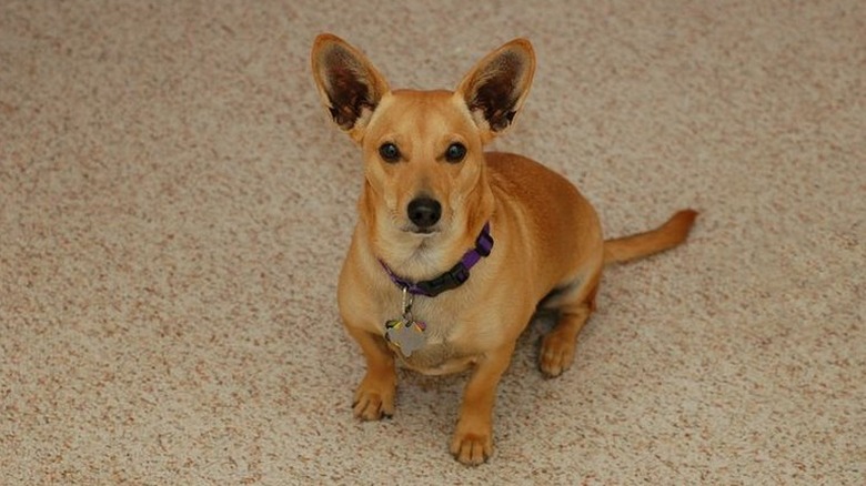 Corgi dachsund mix