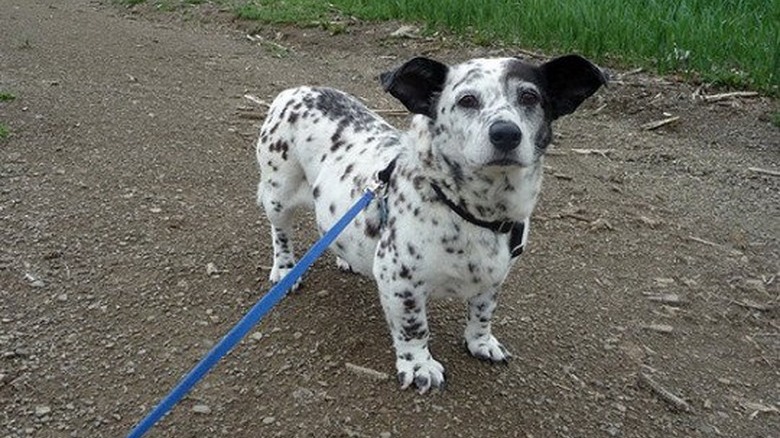 These 26 Corgi Mixes Prove The Best Things In Life Come In Small Packages