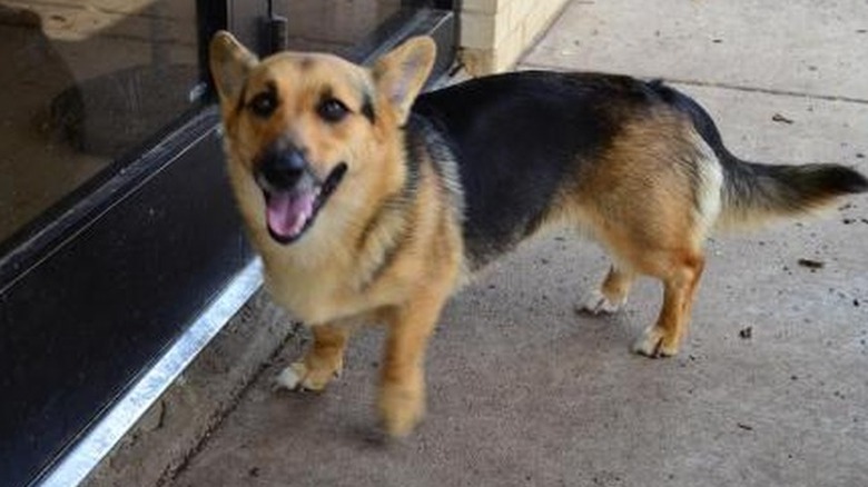 These 26 Corgi Mixes Prove The Best Things In Life Come In Small Packages