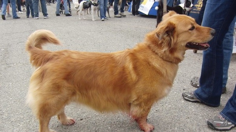 Golden retriever corgi