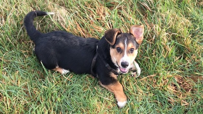 corgi on the grass looking up