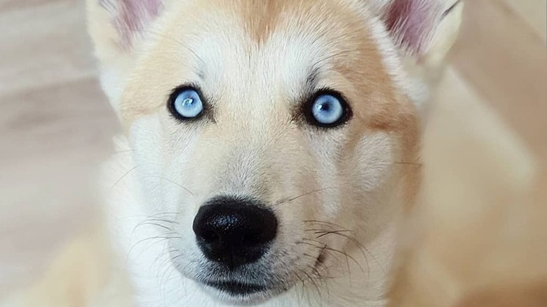 husky corgi mix