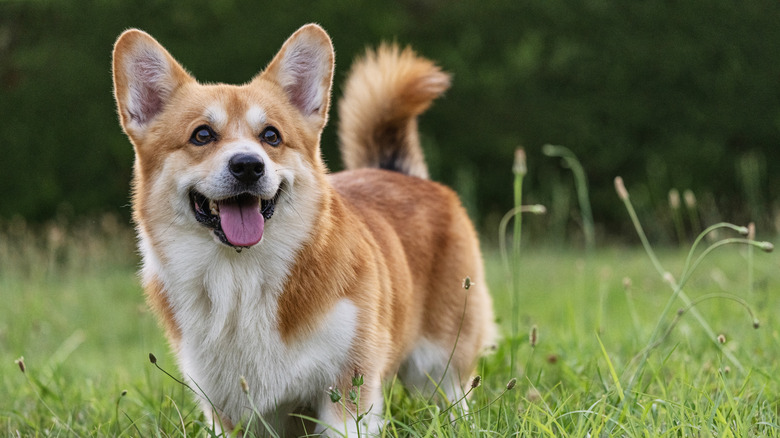 happy corgi stands in grass