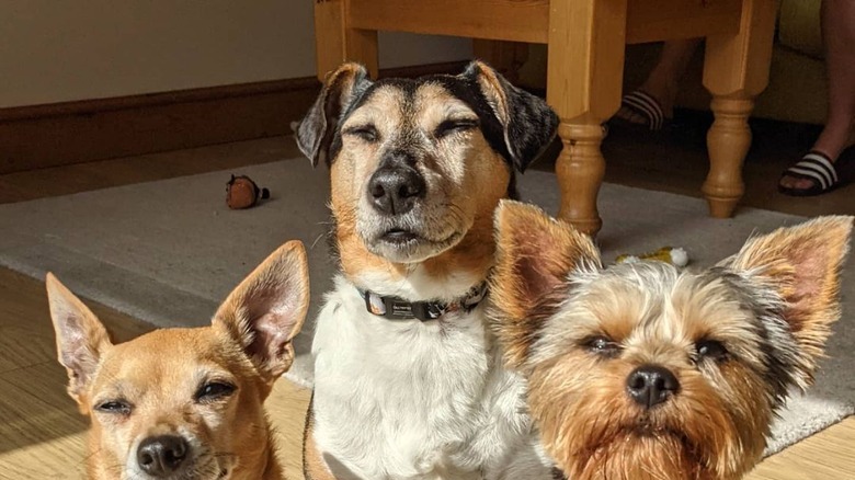 three dogs squinting at camera