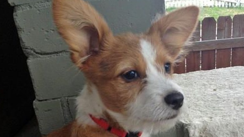 corgi with very large ears