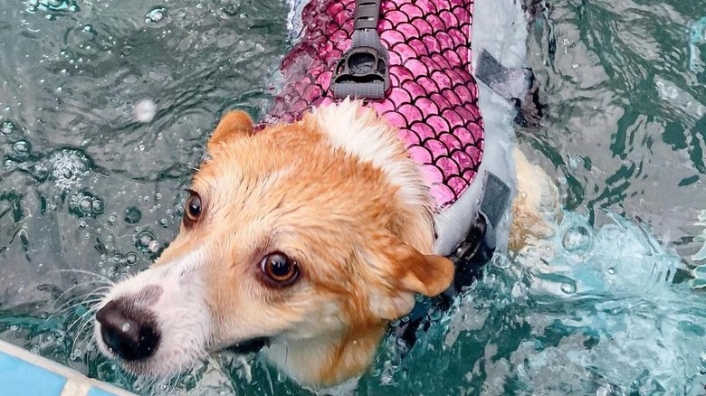 corgi in mermaid costume