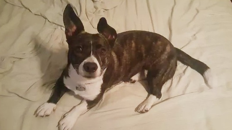 corgi pit bull looks up from bed