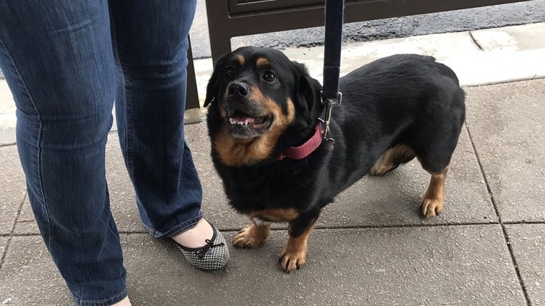 dark brown and black corgi looking up