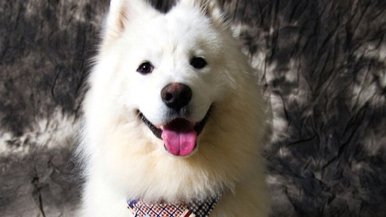 white corgi wearing American flag bandana