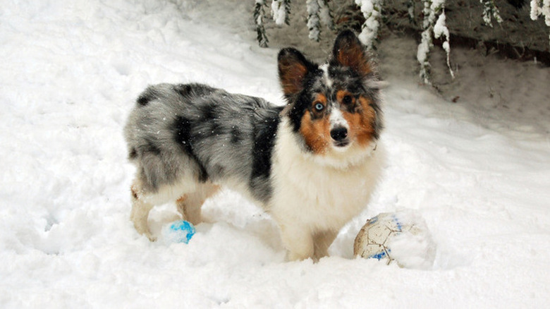 Corgi in the snow