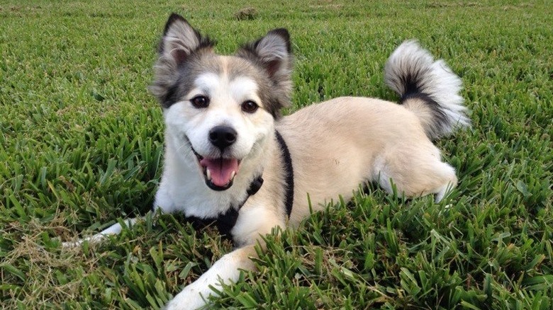 Corgi sits on grass