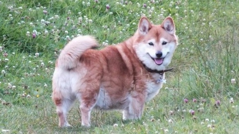 Corgi standing in grassy field