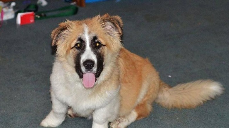 St Bernard corgi dog