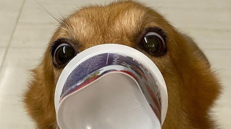 dog with snout in yogurt