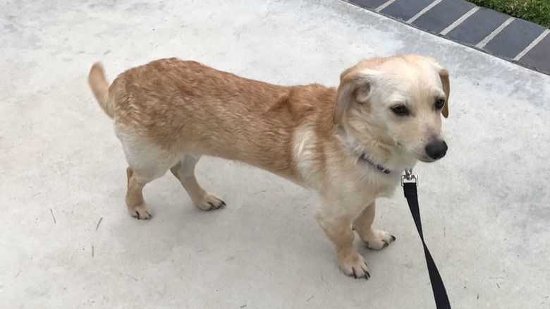 yellow corgi lab mix