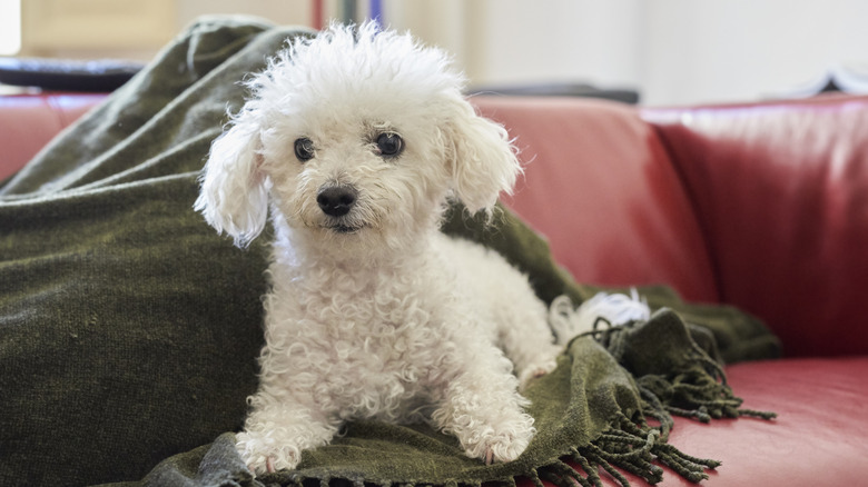 Bichon frisé puppy laying on a blanket