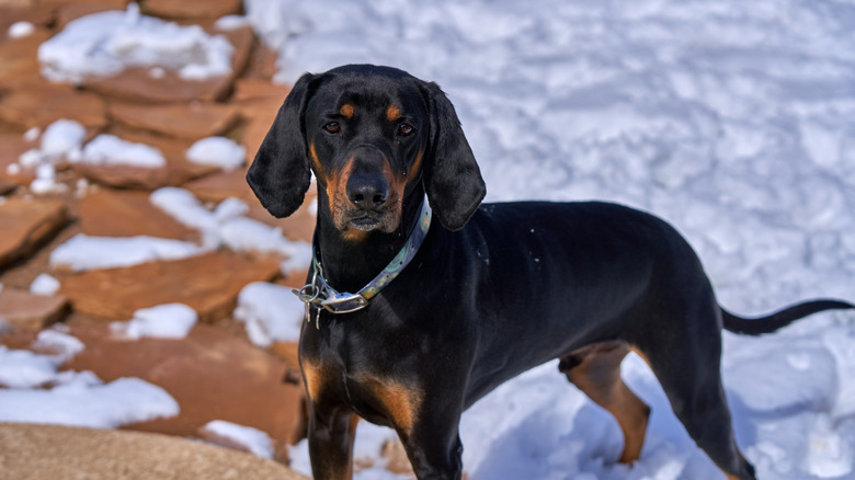 Black and Tan Coonhound outside in the snow