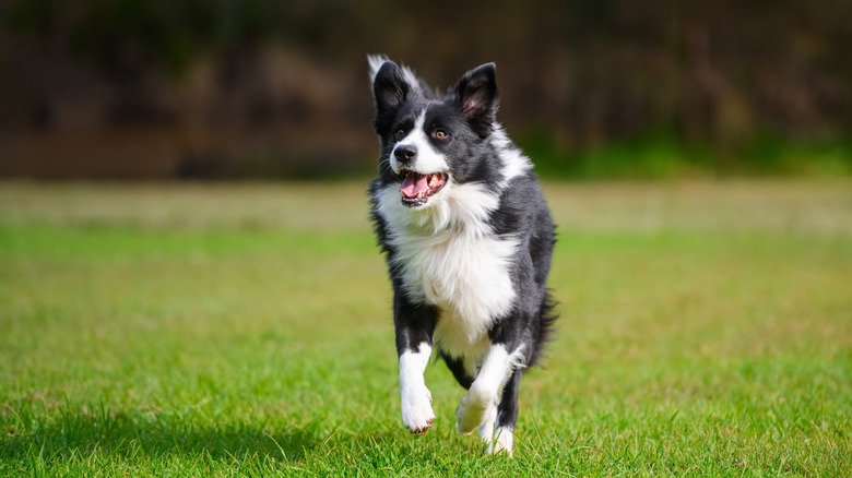 A border collie running through a field