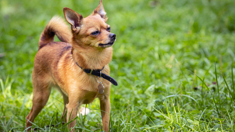 A Chihuahua standing in the grass