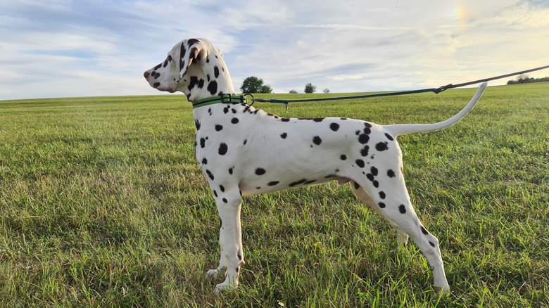 Dalmatian standing at attention in a field