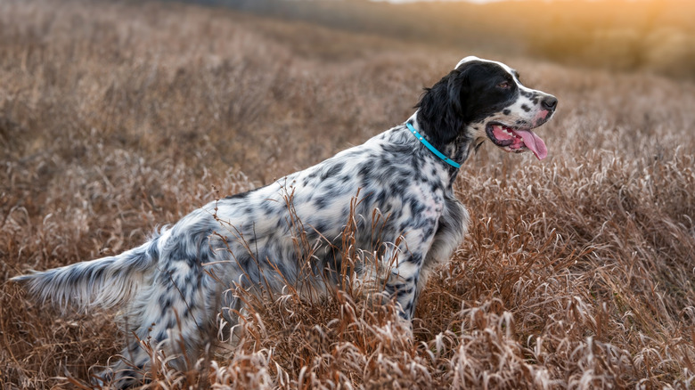 An English Setter outside in a field with tall grass