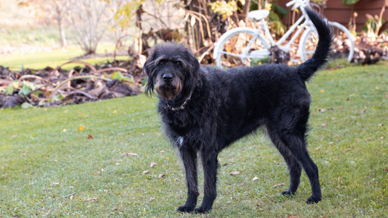 A German wirehaired pointer in the backyard