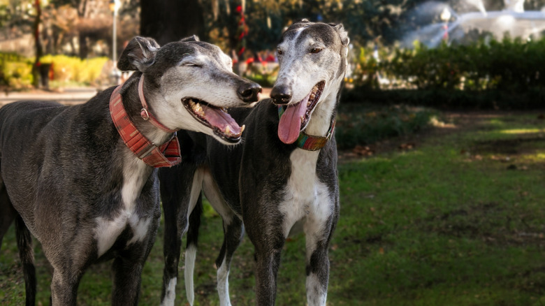 two happy Greyhounds side-by-side in a park