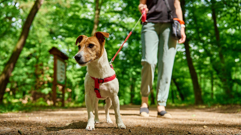 Jack Russell Terrier with a cute expression