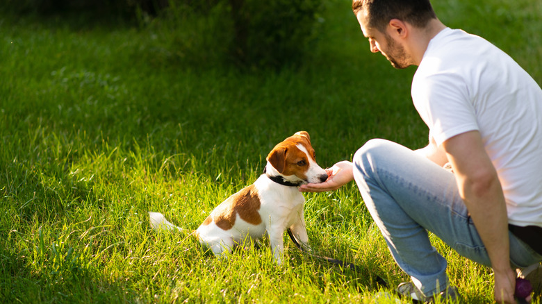 A man training his Jack Russell terrier outside