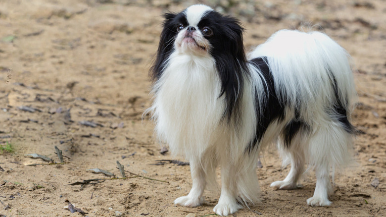 Japanese Chin on a mound of grass