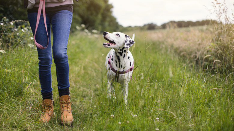 Dalmatian walks through field off leash with owner