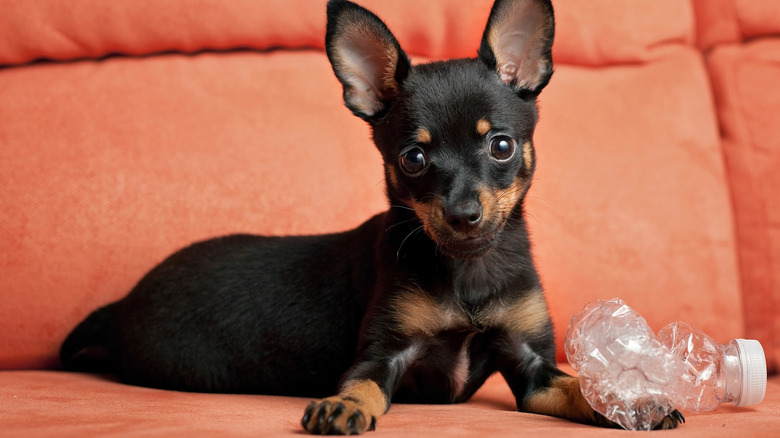 A miniature pinscher on an orange couch playing with a plastic bottle