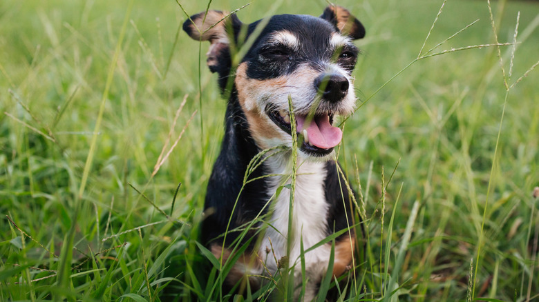 An older rat terrier happy outside in the tall grass