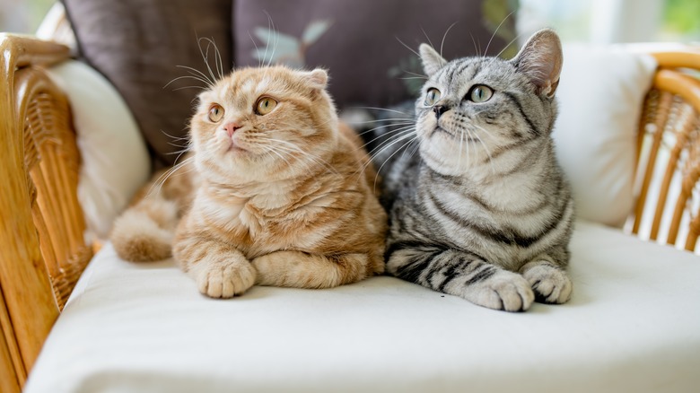 two cats lying on a chair