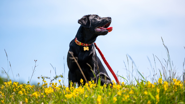 a black lab sitting in a field