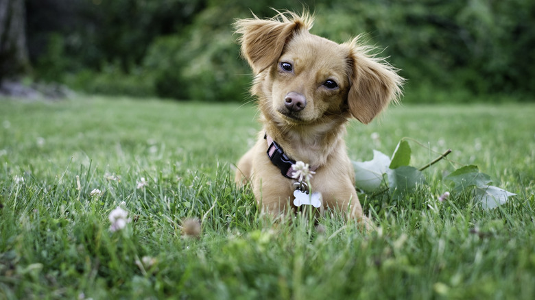 small dog lying in the grass