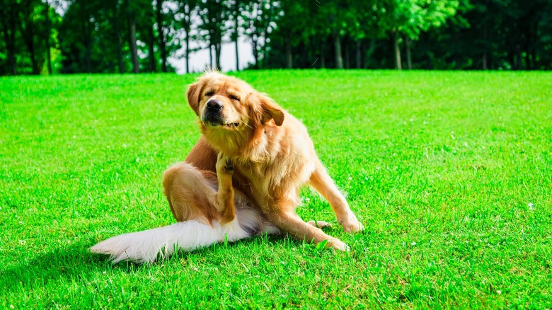 Labrador scratching himself outside