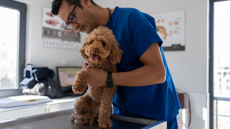 Male veterinarian examining a dog at clinic